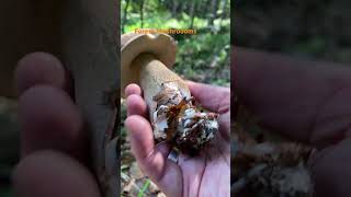 Boletus ReticulatusJuly 2024 asmr asmrmushrooms fungi boletus porchini mushroomhunting [upl. by Aguste]