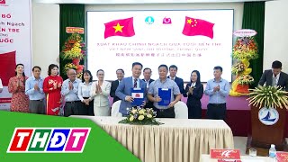 Bến Tre xuất khẩu chính ngạch dừa tươi sang Trung Quốc  THDT [upl. by Koch]