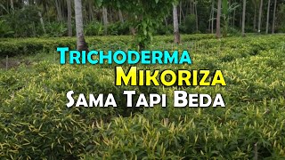 PERBEDAAN MIKORIZA DAN TRICHODERMA [upl. by Colton]