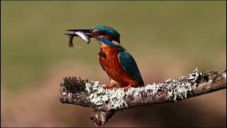 THINGS to KNOW about KINGFISHER Birds [upl. by Ziza]