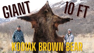 Giant 10Foot Kodiak Island Alaska Brown Bear Hunt [upl. by Lacagnia]