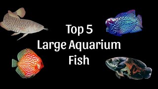 Top 5 Large Aquarium Fish for Your Tank Best Picks for 2024 [upl. by Yenahteb532]