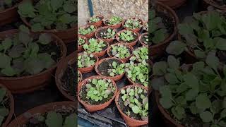 Mexican fleabane seeds [upl. by Ylla]