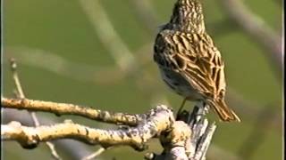 Vesper Sparrow [upl. by Dublin]