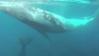 Humpback Whale Singing Hervey Bay 2014 [upl. by Shiroma25]