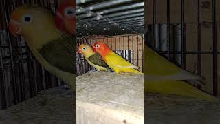 Indukan Lovebird Warna Cantik  Biola Pb Mouve x Biola Lutino Mh 😍👍 [upl. by Ainav]