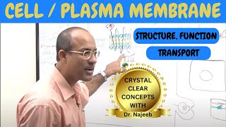 Plasma Membrane  Structure and Function  AP Biology 24 [upl. by Dadivitan]