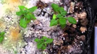 Growing Arabidopsis thaliana Col [upl. by Emyaj852]