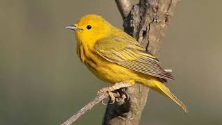 Yellow Warbler Bird Sound Video Bird Songs Eastern North AmericaNature Sounds in the Woods [upl. by Sharla322]