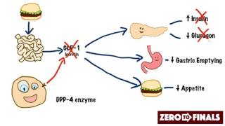 How does sitagliptin work DPP4 inhibitors and GLP1 mimetics [upl. by Nochur]