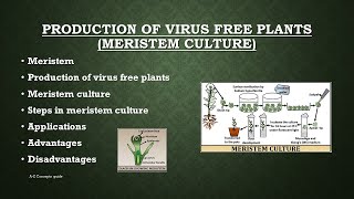 Production of virus free plants  Meristem Culture  Plant tissue culture  AZ concepts guide [upl. by Akcired]