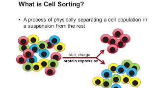 Cell Sorting Using Flow Cytometry [upl. by Sage]