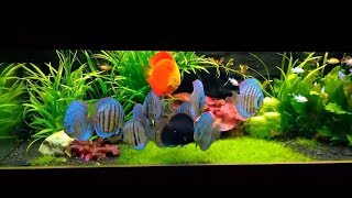 Gorgeous planted Discus Tank owned by Martin Krysa Hanák Part 2 [upl. by Gran]