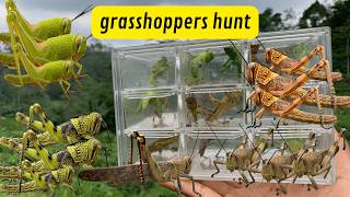 ME vs THOUSANDS of GRASSHOPPERS Epic Grasshopper Catching Challenge [upl. by Rosaline]