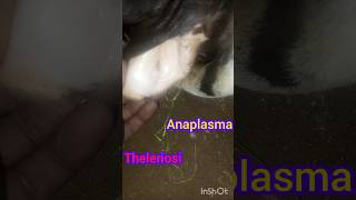 Treatment of anaplasma in cow theleriosi trypanosoma babeiosiosishortsvideoanimalsfunnyvideo [upl. by Dey]