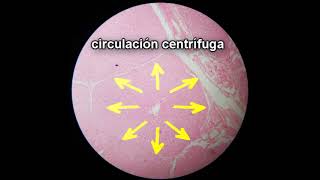 HISTOLOGIA DEL HIGADO  UNRC [upl. by Olwena668]