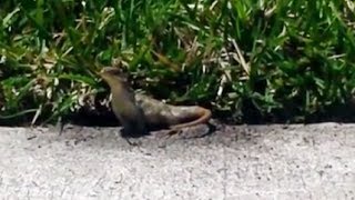 Florida curly tailed lizard digging in my yard [upl. by Shepp735]