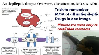 Antiepileptic Drugs Overview Classification MOA amp Adverse effects GPAT 2023 [upl. by Gherardi447]