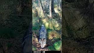 Timber wolf Checking His Territory During the Day [upl. by Baggott]