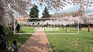 【シアトルの観光名所をお散歩】ワシントン大学の桜 【Stroll in Seattle】Cherry blossom at the University of Washington [upl. by Ahsian]