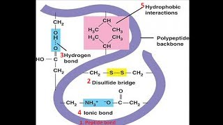 Bonds in Protein Structure  Biomolecules  Biochemistry biologyexams4u [upl. by Aihsile208]