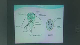 parasitología clase 2 [upl. by Kinch]