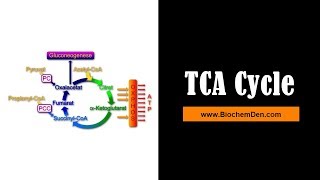 TCA Cycle Krebs cycle animation and Citric acid cycle and its Significance [upl. by Eiuqcaj]