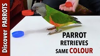 Parrot Retrieves Same Colour  Discover PARROTS [upl. by Aerdma]