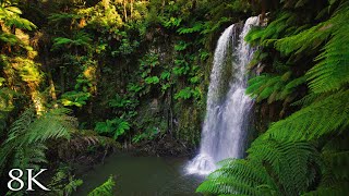 Australian Rainforest Relaxation in 8K  1HR Ambient Nature Relaxation™ Film with Music [upl. by Velvet]