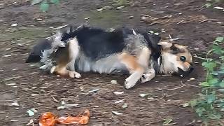 Resilient stray dog optimistic despite its disability used its strength to win a loving home [upl. by Kwok]