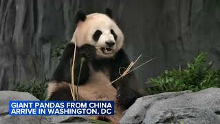 Chinas new panda diplomats touch down in DC headed to National Zoo [upl. by Edouard5]