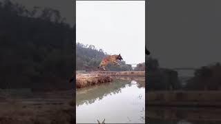 Belgian malinois jumps over the entire river [upl. by Friede]