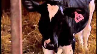 A Canadian Veal Farmer Video [upl. by Arel]