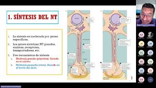 Síntesis de neurotransmisores [upl. by Loria]