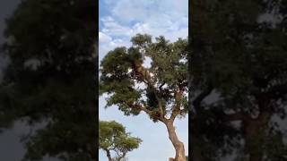 Lioness climbs into a tree after a female leopard Part2 shortsfeed shortyoutubevideo shortsviral [upl. by Leur]