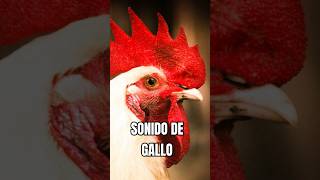 SONIDO DE GALLO [upl. by Kcirdahs]