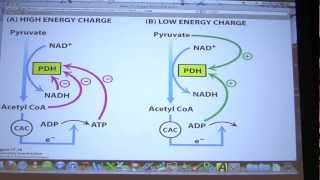 29 Biochemistry Citric Acid Cycle II Lecture for Kevin Aherns BB 451551 [upl. by Awram171]