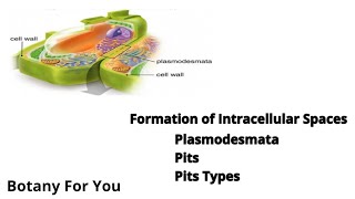 Formation of intracellular spaces Plasmodesmata Pits and types of Pits Botany For You [upl. by Nostrebor433]