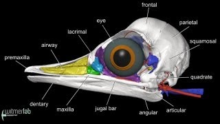 Visible Interactive Ostrich  labelled head amp skull anatomy [upl. by Altis]