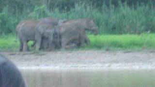 Borneo Pygmy Elephants in the Sungai Kinabatangan [upl. by Otrebile]