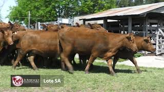 22 vacas SA preñadas para otoño [upl. by Lyndes]