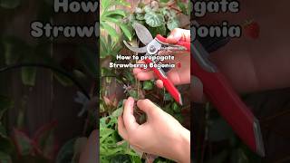 How to propagate Strawberry Begonia🍓 her real name is Saxifraga Stolonifera strawberrybegonia [upl. by Jezabelle]