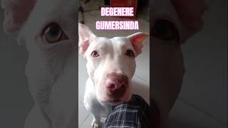 GUMER DEGENERE youtube pitbul cachorro cachorros doglover shorts DEGENERE [upl. by Naitsyrk]