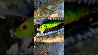 Thunderstick bite was crazy🫠 rapala netemnate multispeciesfishing [upl. by Macfarlane]