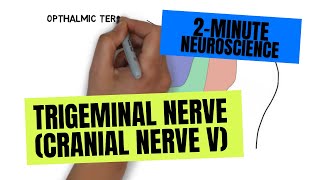 2Minute Neuroscience Trigeminal Nerve Cranial Nerve V [upl. by Noyar819]