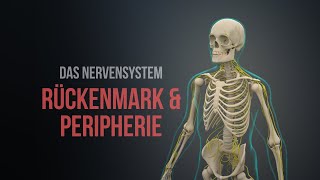 Nervensystem Teil 1  Rückenmark und Peripherie Animation [upl. by Willett]