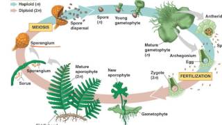 Fern Life Cycle [upl. by Reger]