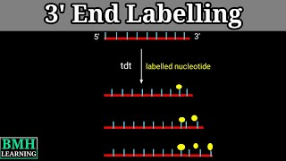 3 End Labelling  End Labelling Of DNA [upl. by Mad]