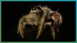 Worlds Biggest Jumping Spider In Slow Motion  BBC Earth Explore [upl. by Berg]