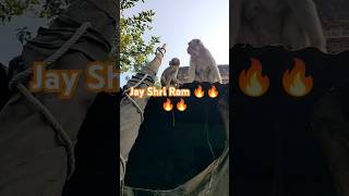 Hanuman ji 🔥🔥🔥🔥🙏🙏🙏🙏🙏 monkey video bandar shortvideo funnybandar funnybandar monkeyband [upl. by Aneerehs]